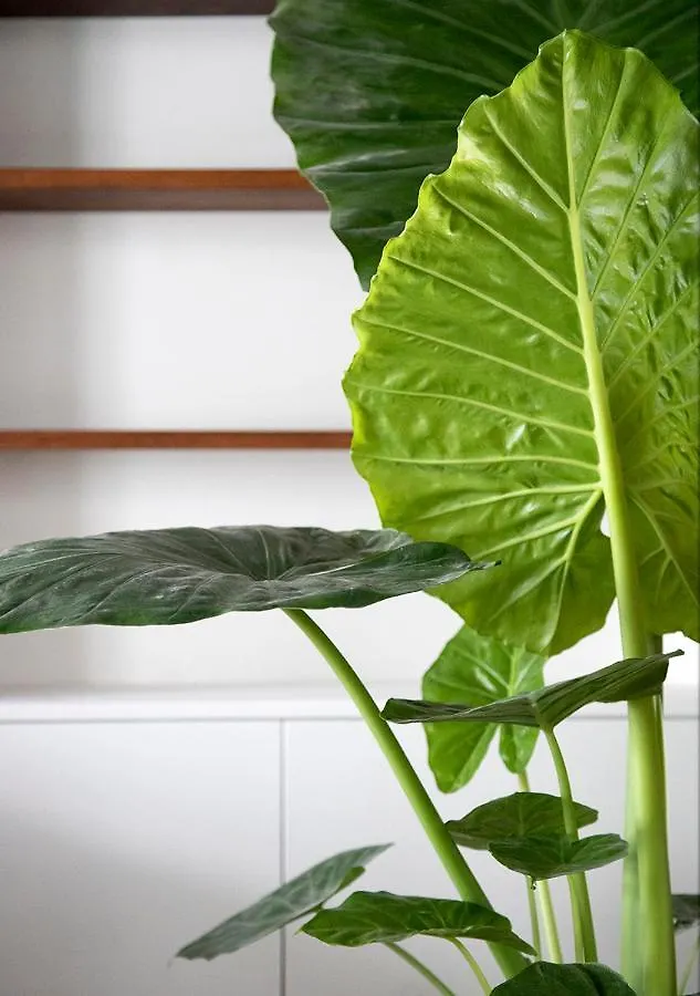 ** Bed & Breakfast The Greenhouse Antwerp Belgium